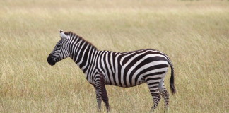 Niedziela w paski w łódzkim ZOO