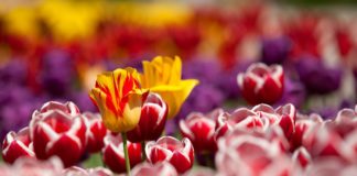 Weekend majowy w Łodzi: Pochody, wystawa tulipanów oraz koncert w parku