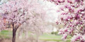 Jesienią na Retkinii przy trasie W-Z pojawi się 400 drzew