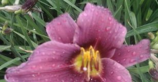 Ogród Botaniczny prezentuje liliowce