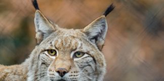 Ryś Gabryś z łódzkiego ZOO pomoże w przywróceniu populacji rysi na Pomorzu