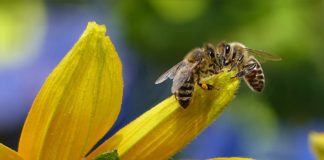 Dzień Pszczoły w ZOO, a w Botaniku rośliny inwazyjne