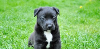 W sobotę (3 września) w parku Źródliska można zachipować psa lub kota