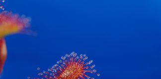 Mięsożercy przez weekend w Botaniku