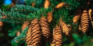 Co będzie z okolicą Ogrodu Botanicznego?