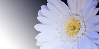 Radni SLD: Niektórzy nauczyciele próbowali w szkołach wprowadzić biały protest