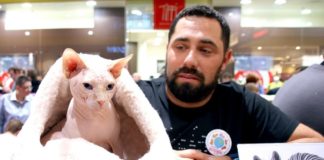 Światowy Dzień Kota w Galerii Łódzkiej