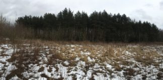 Do 2019 roku prawdopodobnie powstanie nowe schronisko dla psów i kotów