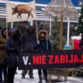 Niech Żyją! Pikieta w obronie dzików!